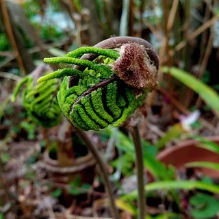 ゼンマイ（花・実以外）の写真