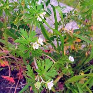 アメリカフウロ（花）の写真
