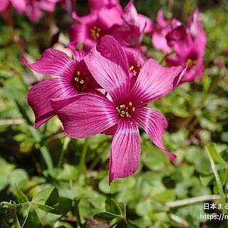 ベニカタバミ（花）の写真