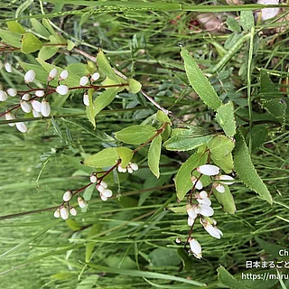 ウツギ属の写真
