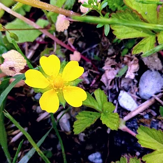 ヘビイチゴ（花）の写真