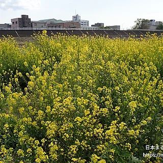 セイヨウアブラナ（花）の写真
