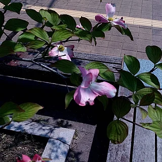 ハナミズキ（花）の写真
