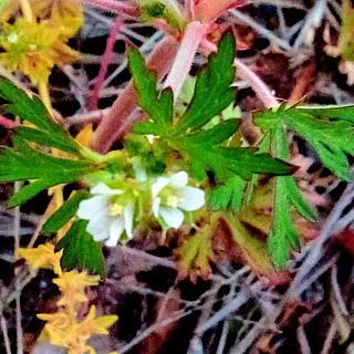 アメリカフウロ（花）の写真