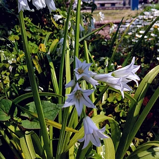 ミツカドネギ（花）の写真