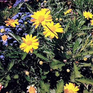 ユリオプス・クリサンテモイデス（花）の写真