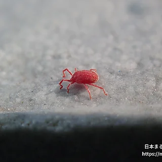 カベアナタカラダニの写真