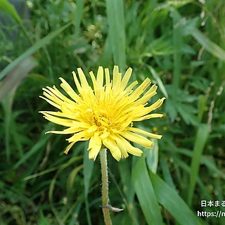 トウカイタンポポ（花）の写真