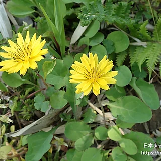 イワニガナ（花）の写真