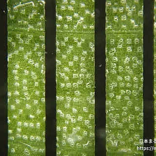ノハカタカラクサの写真