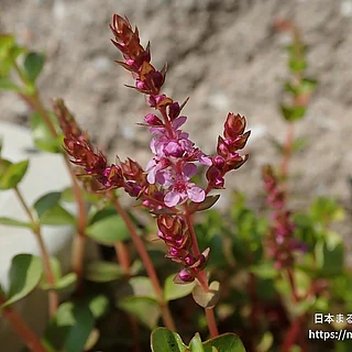 ホザキキカシグサ（花）の写真