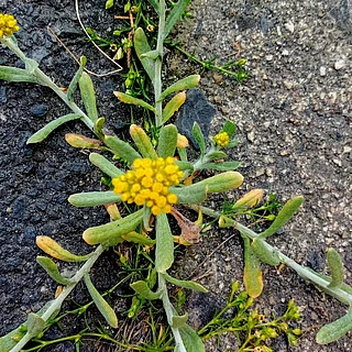 ハハコグサ（花）の写真