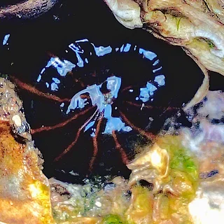 タテジマイソギンチャク（成体）の写真