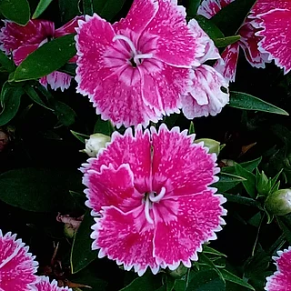 ナデシコ属の写真