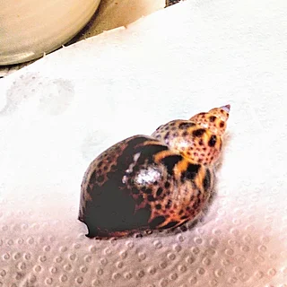 バイ（成体）の写真