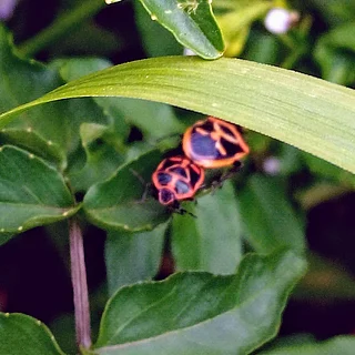 ナガメ（成虫）の写真
