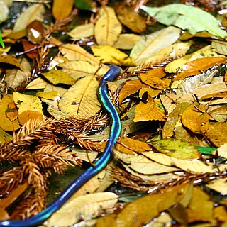 シーボルトミミズの写真