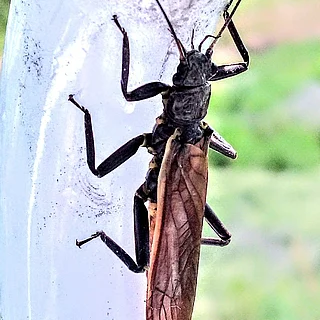 オオヤマカワゲラ（成虫）の写真