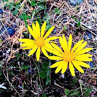 ワタゲツルハナグルマ（花）の写真