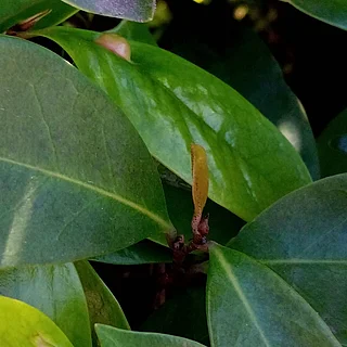 イスノキ（花・実以外）の写真