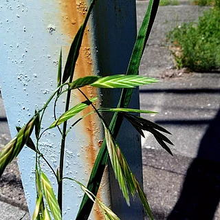 イヌムギの写真