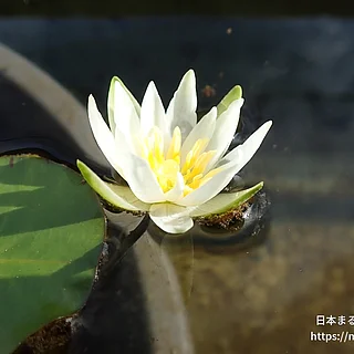 ヒツジグサ（花）の写真