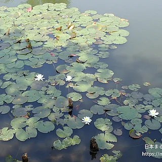 園芸スイレン（花）の写真