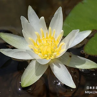 ヒツジグサ（花）の写真