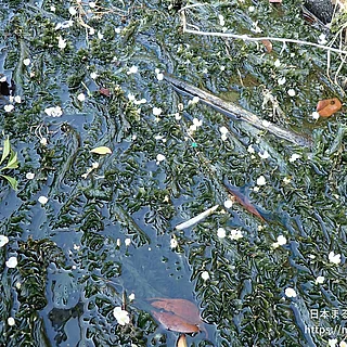 オオカナダモ（花）の写真