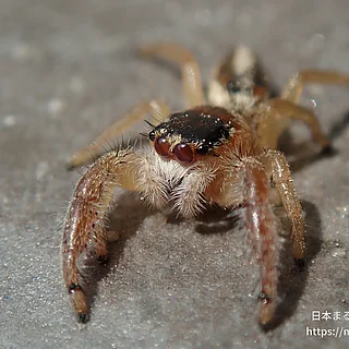 テナガハエトリグモ属の写真