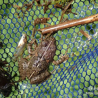 ヌマガエルの写真