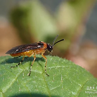 カブラハバチ（成虫）の写真