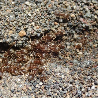カワラケアリ（成虫）の写真
