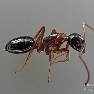 ウメマツオオアリ（成虫）の写真