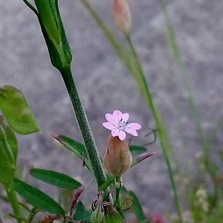 イヌコモチナデシコ属の写真