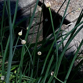 ノビル（花・実以外）の写真