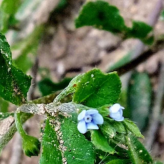 ハナイバナ（花）の写真