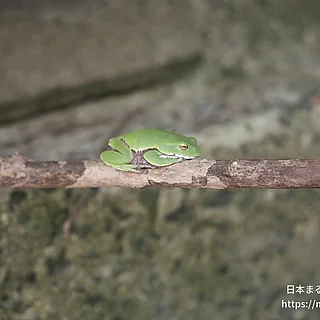 モリアオガエルの写真