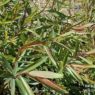ヤナギ属の写真