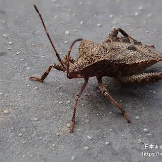 ホオズキカメムシ（成虫）の写真