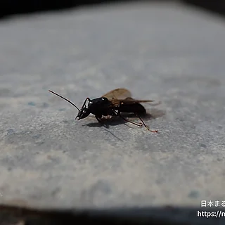 アリ科（成虫）の写真