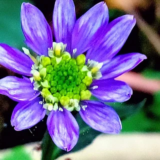 ミヤマヨメナ（花）の写真