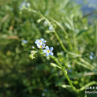 ナヨナヨワスレナグサ（花）の写真