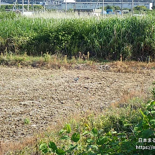 キジの写真