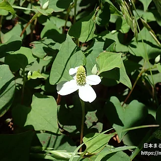 ドクダミ（花・実以外）の写真