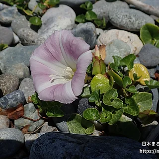 ハマヒルガオ（花）の写真