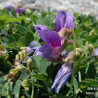 ハマエンドウ（花）の写真