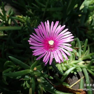 マツバギク（花）の写真