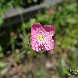 ユウゲショウ（花）の写真