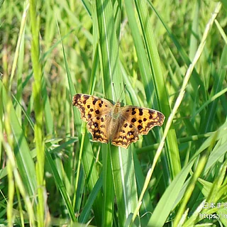 キタテハ（成虫）の写真